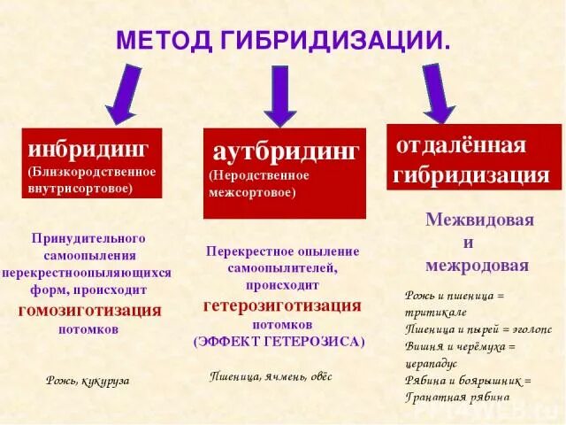 Гибридизация метод в биологии. Аутбридинг в селекции растений. Методы гибридизации в селекции растений. Путь видообразования полиплоидия. Методы гибридизации в селекции растений.