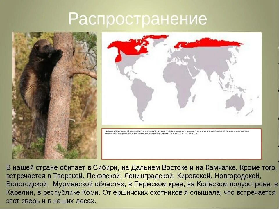 На каком восточном материке обитает белый медведь. Росомаха зверь ареал обитания. Ареал Росомаха Росомаха обитания в России. Ареал обитания Росомахи на карте. Рассамаха ореол обитания.