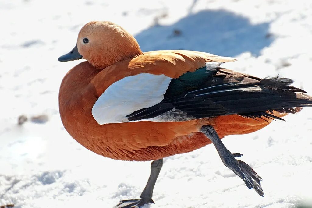 огарь обыкновенный. огарь селезень. рыжие утки в москве. огарь селезень. турпан огарь.