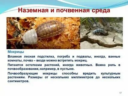 Какую среду обитания освоили ежовник впр 5. Какую среду обитания освоили ежовник впр 5