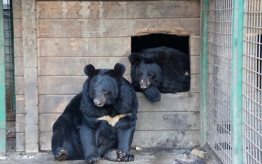 Гризли у американской семьи. Барибал северной америки. Bear 14. Bear 14. Медведь всем здорово.