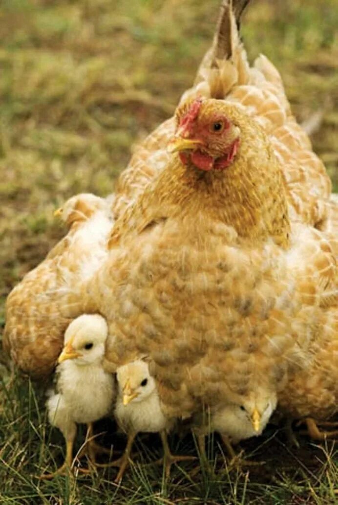 Курица наседка Квочка. Курица с цыплятами. Курочка с цыплятами. Красивые цыплята. Цыплята под курицей