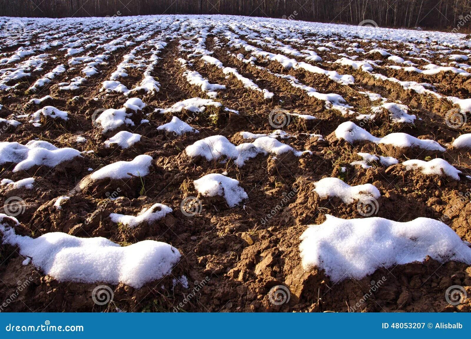 Картошка под снегом. Посев семян на снег. Снег в огороде. Картофельное поле зимой. Картошка под снегом.