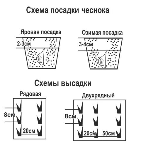 Чеснок на каком расстоянии сажать друг. Чеснок посадка осенью схема посадки. схема высадки озимого чеснока. схема и глубина посадки озимого чеснока. посадка озимого чеснока схема посадки.