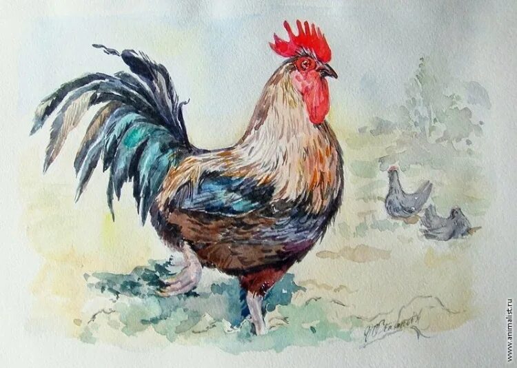 Шантеклер дисней. Петух из уст прабабушек 3. Петух из уст прабабушек 3. Куры акварелью. Сказочный петух.