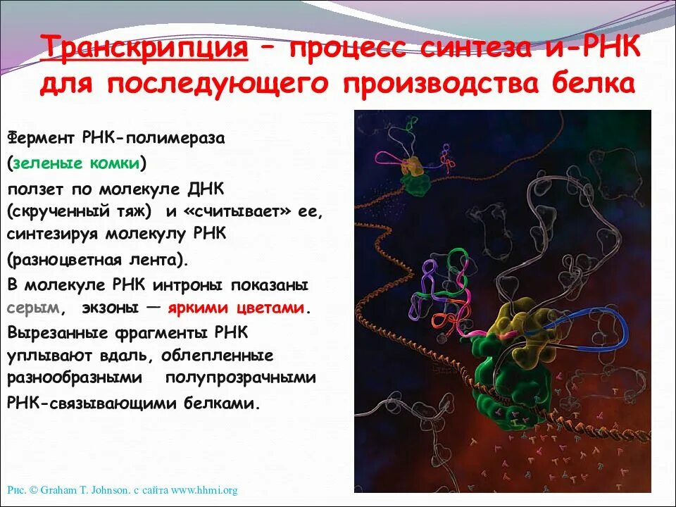 Процесс синтеза молекул и рнк. Синтез рнк ферменты. исходный продукт синтеза рнк ферментом рнк полимераза. исходный продукт синтеза рнк ферментом рнк полимераза егэ. процесс синтеза белка транскрипция.
