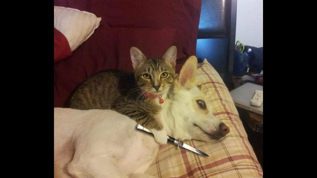 Мем котики видео. Кот в ужасе. Кот открывает рот. Мем котики видео. Мемы с котиками.