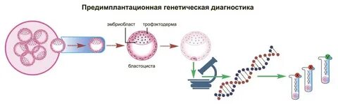 Генетика яйцеклетки
