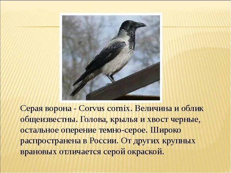 Какой тип питания у вороны серой. Классификация серая ворона. строение серой вороны. слайд птицы ворона. ворона серая доклад.