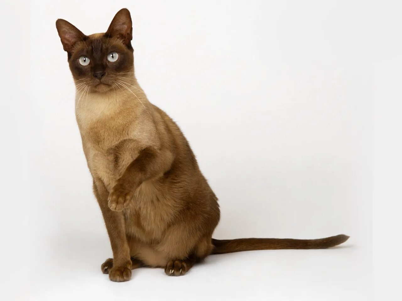 Породы коричневых котов. Европейская Бурма кошка. Бурманская порода кошек. Бурманская Сиамская кошка. Бурма и Сиамская кошка.