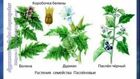 Тип корневой системы семейства пасленовые