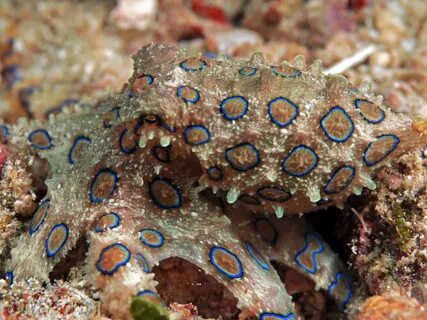 Ниже морское