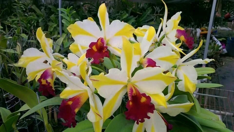 Rth th. Rth. fu shu glory &#039;happy holiday&#039;. каттлея фу шу глори. rth. shinfong dawn. цветение каттлеи глори холидей.