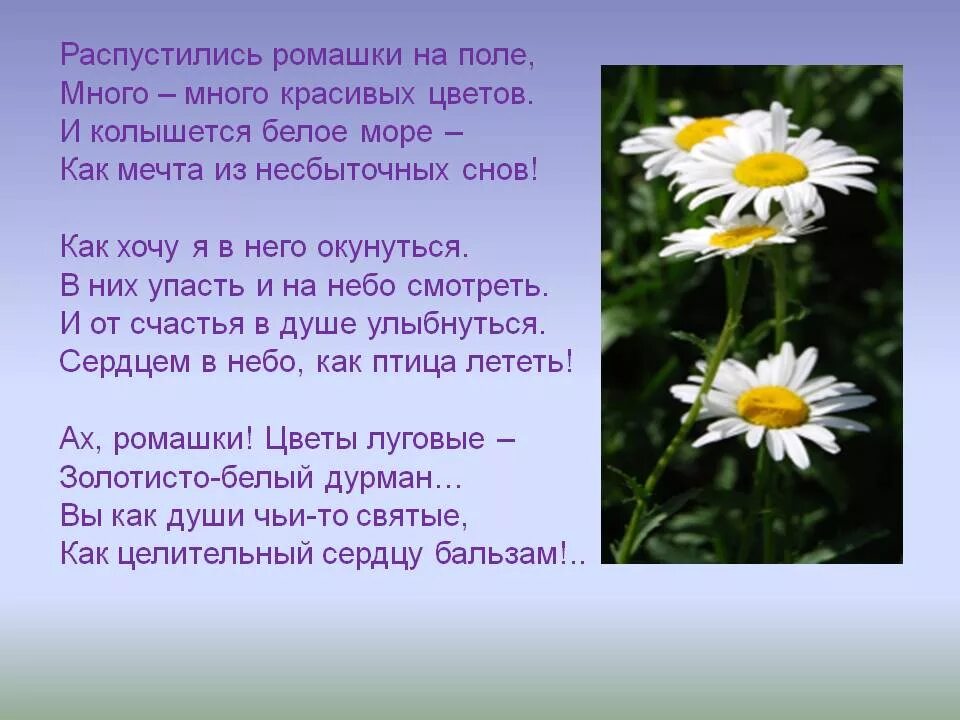 Белые цветы слова песни. Стихотворение про ромашку. Стихи про Ром. Стихи о ромашках красивые. Стихи про роашка.