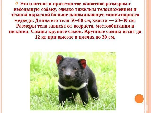 Значение слова приземистый. Приземистый. что значит приземистый. приземистый это кратко. приземистый пес.