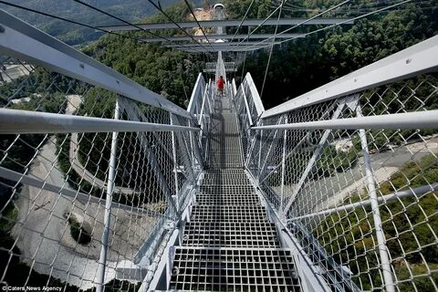 Скайпарк для кошек