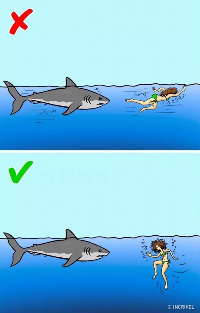 Бить акулу. Бить акулу. Ледяная акула арт. Самое уязвимое место у акулы. Бить акулу.