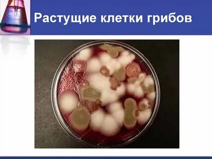 Гриб это клетка
