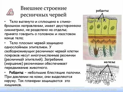 Какой покров тела у плоских червей
