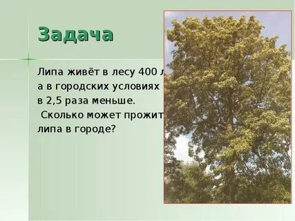 Сколько лип