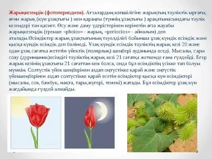 Өмірдің фотоэротикасы