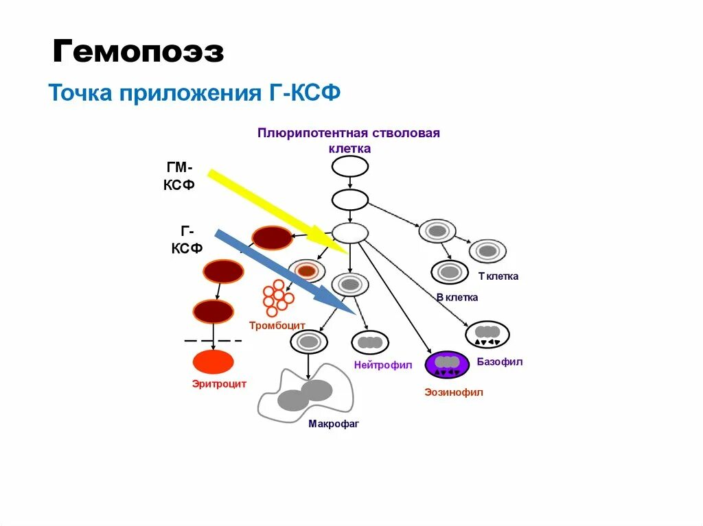 Гемопоэз человека. Схема кроветворения стволовая клетка. Деление стволовой клетки схема. Развитие клеток крови схема. Развитие клеток крови из стволовой клетки.