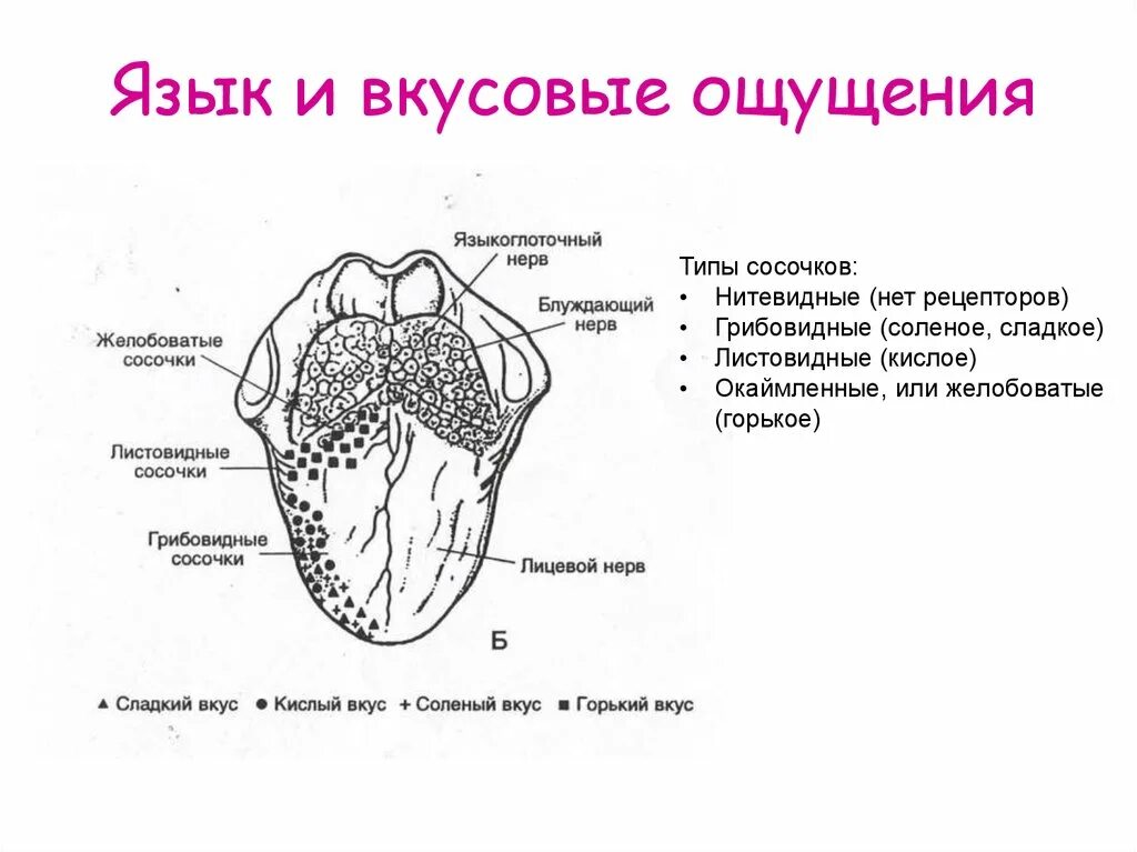 Язык описание органа. Вкусовые рецепторы на языке схема. Рецепторы языка человека схема. Вкусовые сосочки языка схема.