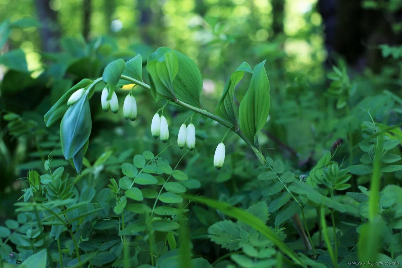 Polygonatum glaberrimum. Купена Лесная. Polygonatum glaberrimum купена армянские травы. Растения Тульской области. Russian plants