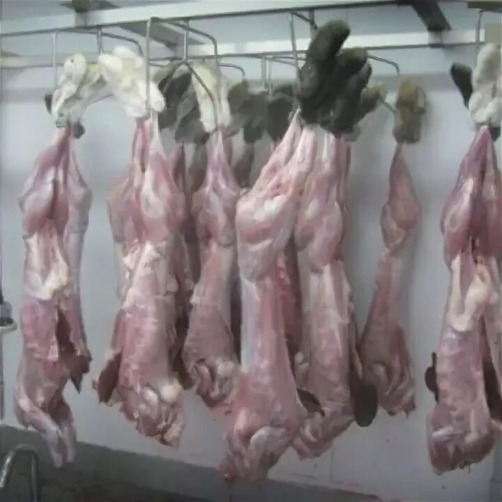 Кролики мясные на продажу живым весом. Мясо венгерской монгалицы. Купить мясо живой вес