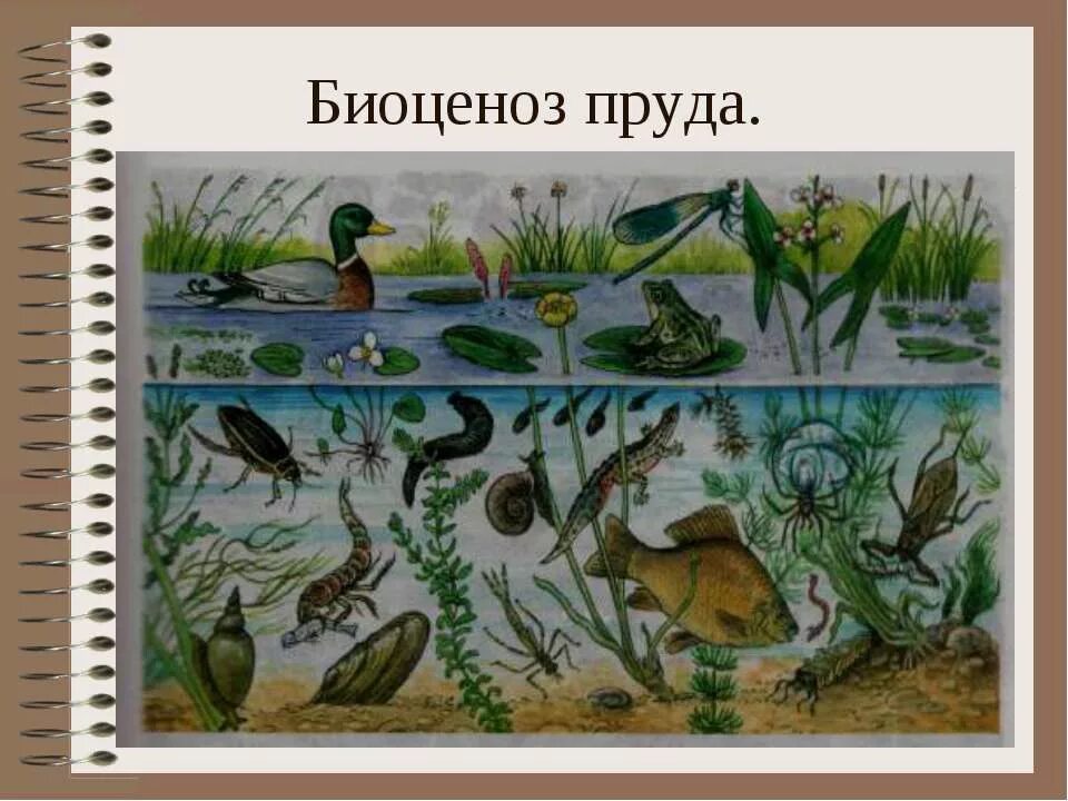 Обитатели природной экосистемы. Природное сообщество биоценоз. Биоценоз озера рис. Обитатели пруда. Растения и животные водоемов.
