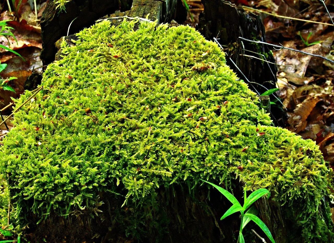 Симфиогина мох. Лесной мох сфагнум. Мох Калимантан. Сфагнум волосолистный. Примеры группы мхи
