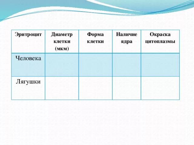 Цитоплазма эритроцитов человека. Окраска цитоплазмы человека и лягушки. Наличие ядра эритроцитов лягушки. Наличие ядра у эритроцитов человека. Окраска эритроцитов человека и лягушки.