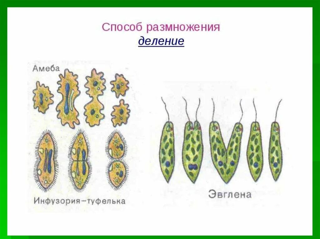 Простейший способ размножения 7
