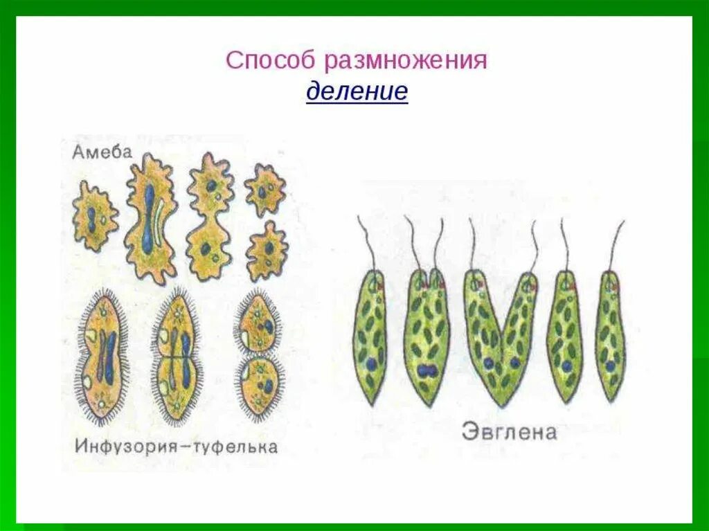 Размножение в органическом мире. Способы размножения людей. Способы размножения Зоология. Бесполое размножение картинки. Размножается путем деления