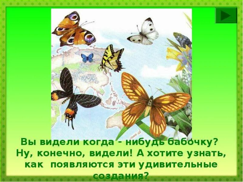 Появилась дома бабочка. Как появляется бабочка. Появление бабочки. Откуда появляются бабочки. Как зарождается бабочка.