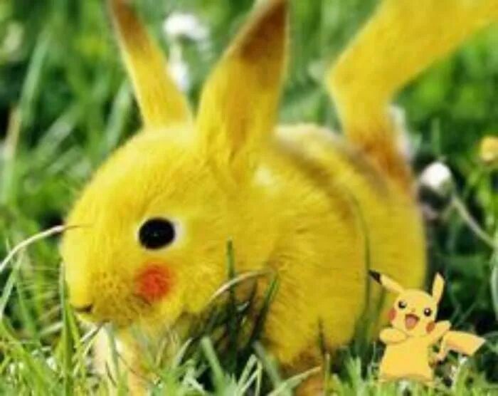 Желтая ли. Пикачу. Пикачу в реальной жизни. Желтый заяц. Кролик Пикачу.