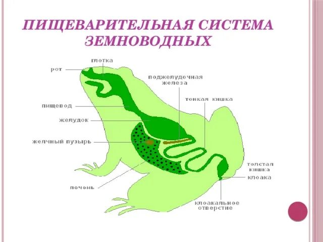 Земноводные печень. Пищеварительная система земноводных схема. Земноводные строение пищеварительной системы. Класс земноводные органы пищеварительной системы. Пищеварительная система амфибий схема.