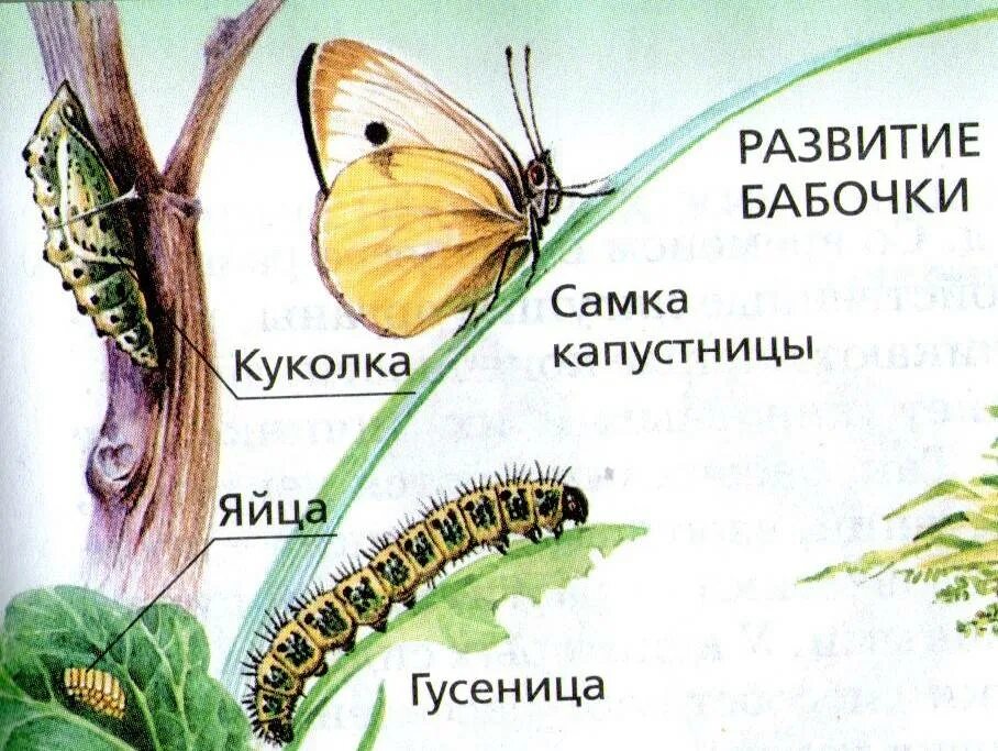 Цикл развития бабочки белянки. Цикл развития бабочки капустницы. Жизненный цикл бабочки капустницы. Цикл капустной белянки.