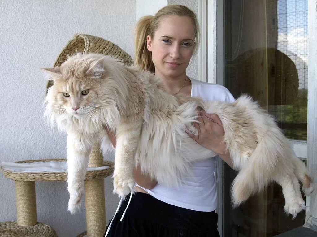 Largest cat