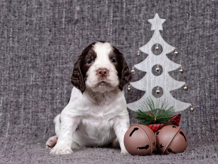 Английский спринг спаниель черный с подпалинами. Ch go. Ch go. Ch go. Керамбит в реальной жизни.