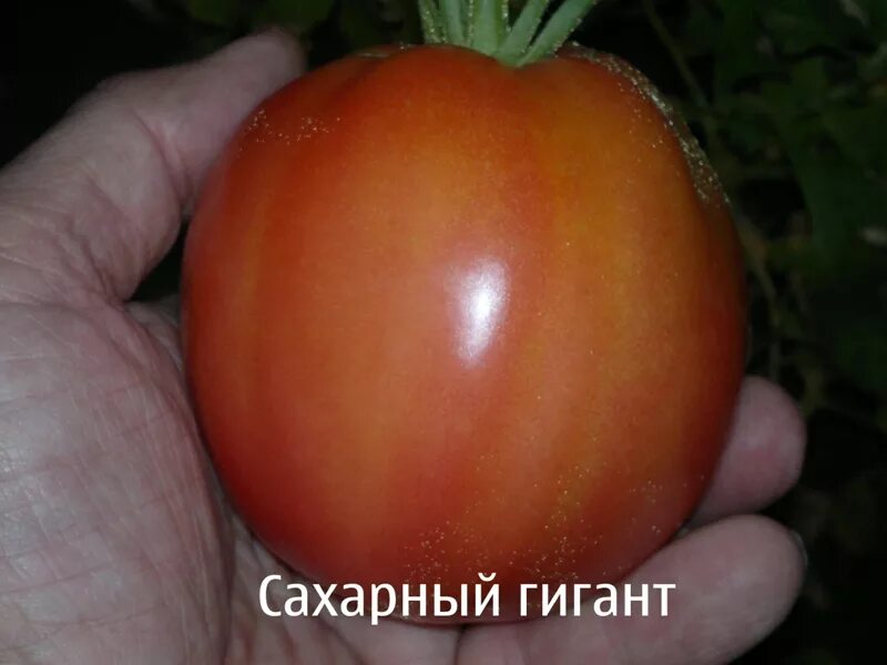 Томат сахарный гигант характеристика и описание сорта. Томат крупноплодный уральский гигант. томат сахарный гигант. сорт помидор сахарный гигант. помидоры сахарный великан.