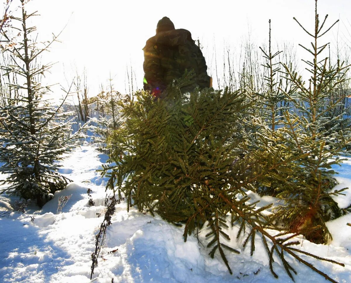 Руби сосну. Рубка елок. Вырубка елка. Срубленная ель. Незаконная рубка новогодних елей.