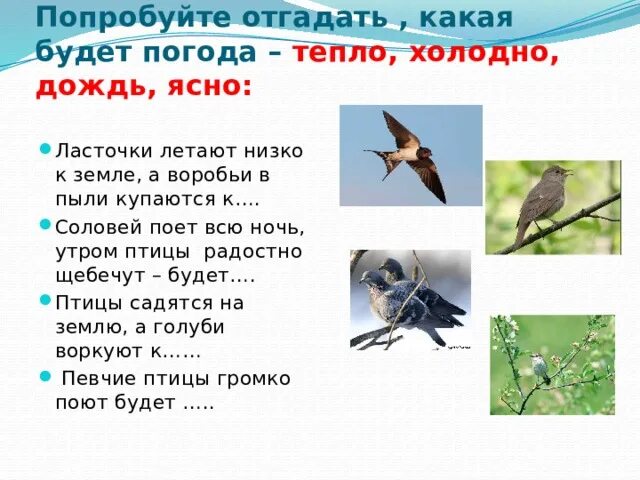 Почему соловьи поют ночью. Ласточки низко летают к чему. Если птицы летают низко это к чему. Примета ласточки низко летают к чему. Ласточки летают высоко примета.