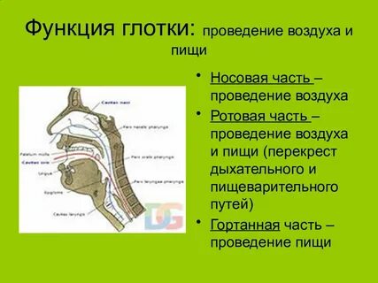 Глотки воздуха