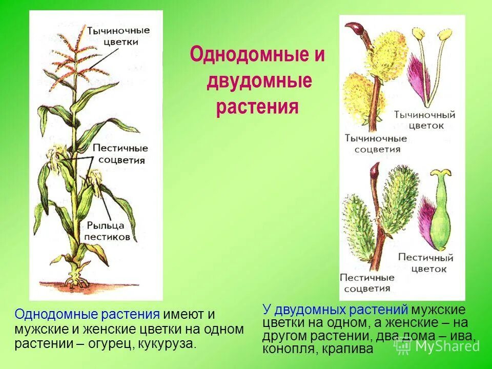 Обоеполые однодомные двудомные