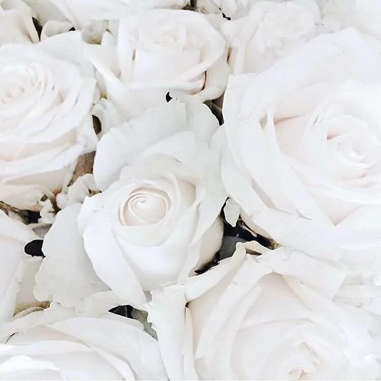 Белая картинка. Роза Вайт Клауд. Эстетика белого цвета. Белые цветы Эстетика. Белые розы Эстетика.