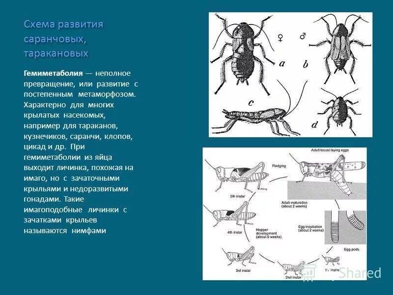 полное и неполное превращение насекомых. отряды с неполным метаморфозом.