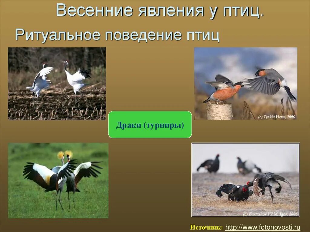 Изменения в жизни птиц весной. Сезонные явления у птиц. Весенние явления птицы. Сезонные явления в жизни птиц весной. Весенние явления в жизни птиц.