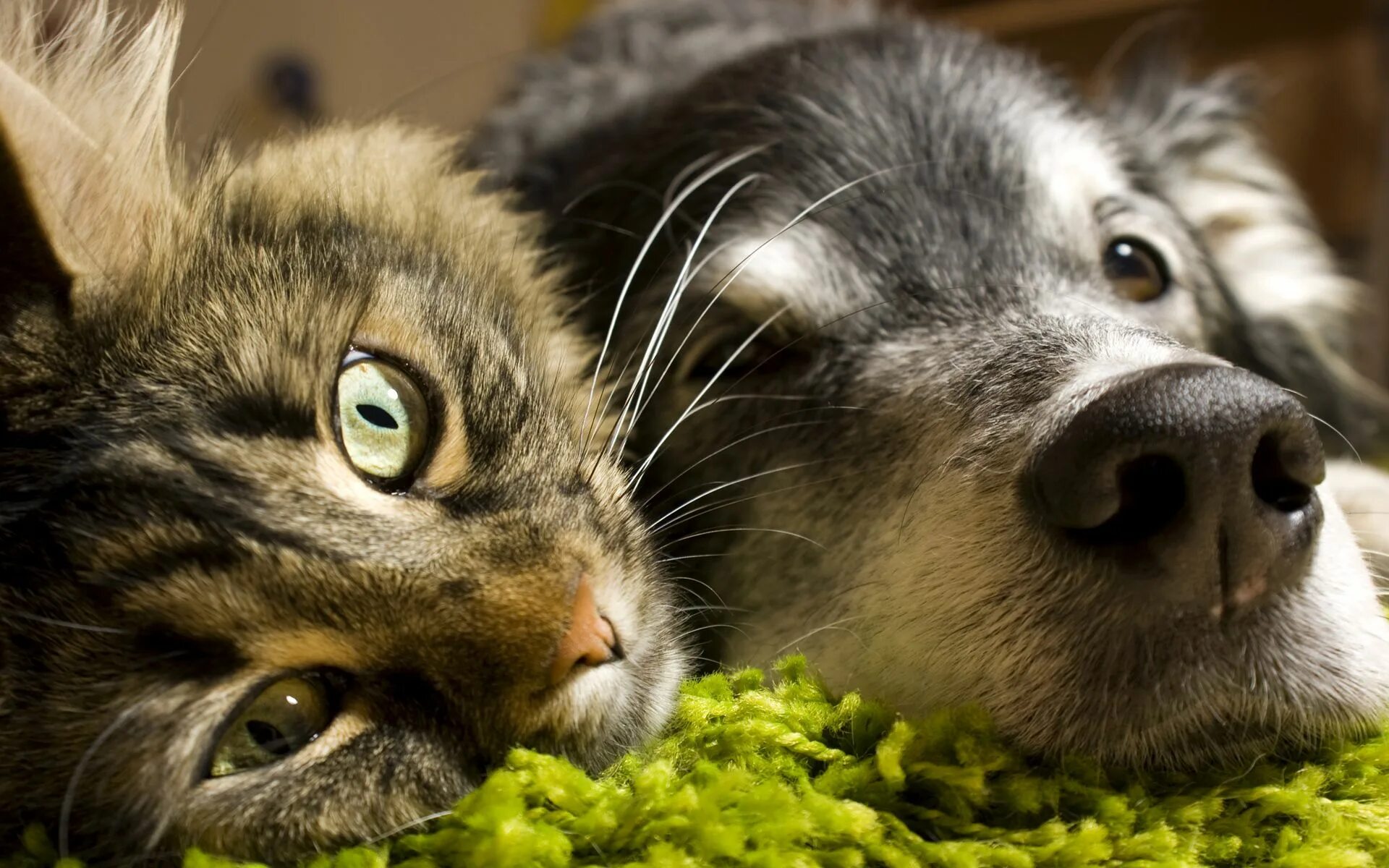 Cat in a dogs world. Забавные домашние животные. Коты. Животные кошки и собаки. Красивые собаки и кошки.
