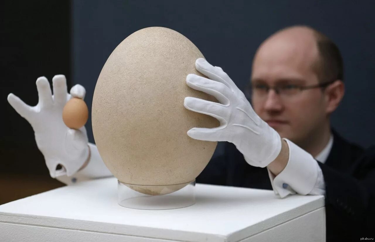 Яйцо Эпиорниса. Яйцо большое. Самое большое куриное яйцо. Самое большое яйцо птицы в мире.